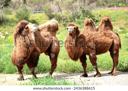 The two humped camels - Camelus bactrianus Royalty-Free Stock Photo #2436388615
