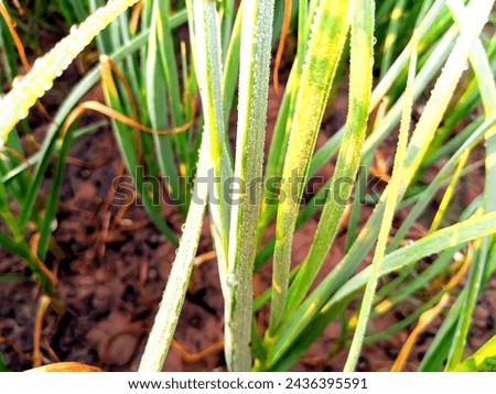 Garlic Plant In Garden in HD stock Photo,
Garlic, Planting, Vegetable Garden, Growth, Agricultural Field, Agriculture