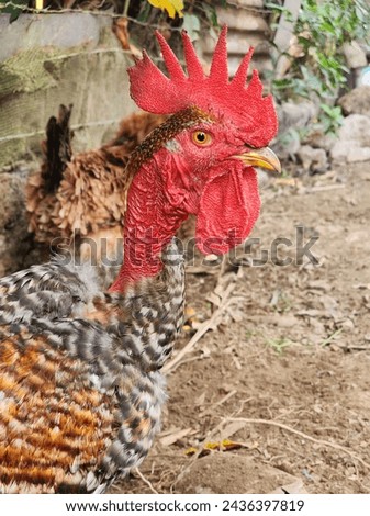 bold rooster domestic animal and awesome species 