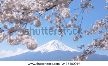 Capturing Springs Splendor and Panoramic View of Mount Fuji Amidst Cherry Blossom Season in Japan