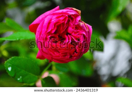 Beautiful Damask rose in soft light pink and vibrant magenta. Truly serene, calming and gorgeous!
