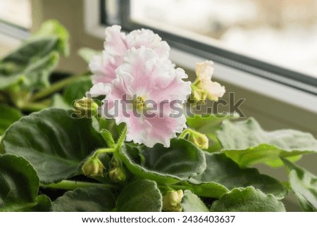 A varietal large white and pink violet blooms on the home windowsill. Royalty-Free Stock Photo #2436403637
