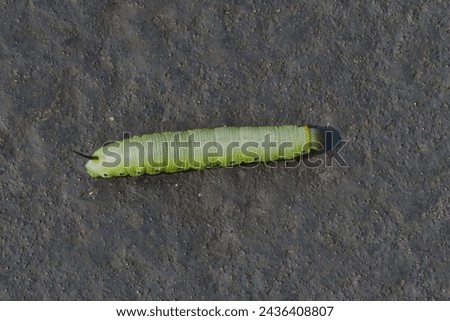 Vivid green caterpillar of white-lined sphinx moth (Hyles lineata) on black asphalt in summertime Kansas. Royalty-Free Stock Photo #2436408807