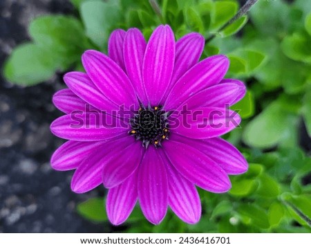 A close up picture of a flower