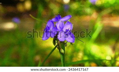 spring with flower, leaf picture great
