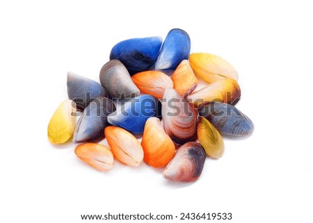 Colorful mussels isolated on white background. Beautiful Colorful seashell of Thai Blue Mussels seashell (Septifer bilocularis) extremely rare sea shell from Phuket Thailand Royalty-Free Stock Photo #2436419533