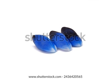 Blue mussels isolated on white background. Beautiful Thai Blue Mussels seashell (Septifer bilocularis) extremely rare sea shell from Phuket Thailand Royalty-Free Stock Photo #2436420565
