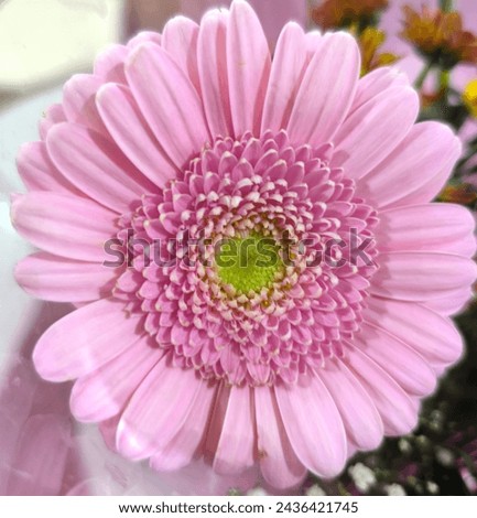 Pink daisy flower closeup picture