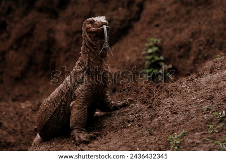 a salvator lizard lurks from the ground