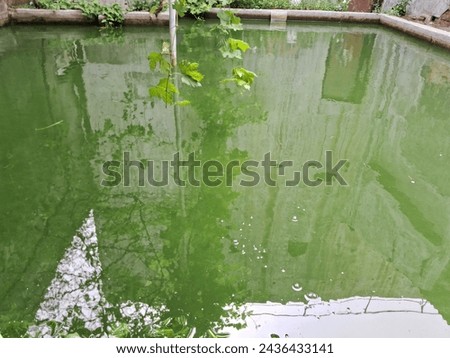 fish pond for fishing, relaxing, photo spots, natural nuances and green water