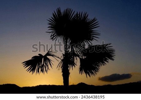 A Bismarckia Palm tree in the afternoon.