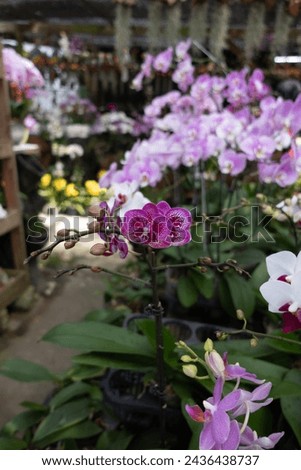 Small purple orchid flower bokeh picture