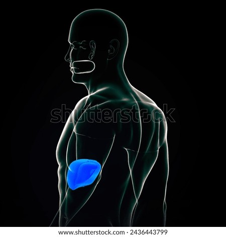 Human liver is a critical organ in human body that is responsible for an array of functions that help support metabolism, immunity, digestion, detoxification, vitamin storage among other functions.3D