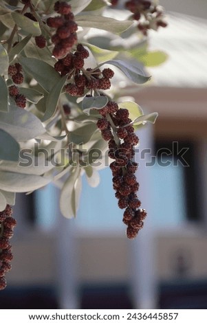 Green leaves with red berries on a tree tropical