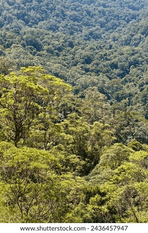 Canopy views in Springbrook National Park, Queensland, Australia