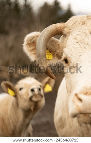 Picture of curious cows, made in Austria