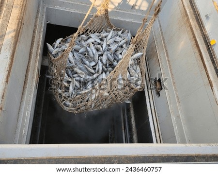 Transshipment of frozen Skipjack and Yellowfin tuna mix size inside large net, Get out from hatch, cold storage on carrier ship into the truck and transport to factory in port and unloading concept Royalty-Free Stock Photo #2436460757