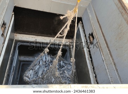 Transshipment of frozen Skipjack and Yellowfin tuna mix size inside large net, hang out from hatch, cold storage on carrier ship into the truck and transport to factory in port and unloading concept Royalty-Free Stock Photo #2436461383