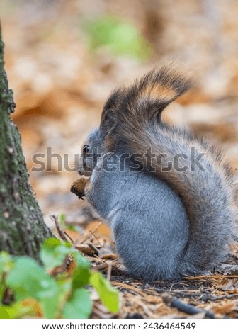 Squirrel with nut sits on green grass with fallen yellow leaves in autumn
