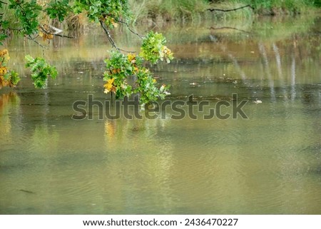This image offers a glimpse into the quiet dialogue between land and water, focusing on a branch of an oak tree extending over a tranquil river. The leaves, caught in the subtle transition from green Royalty-Free Stock Photo #2436470227