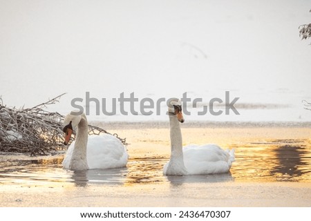 Two majestic swans are captured on a frosty lake as the first light of dawn reflects off the icy water. One swan is bending its neck towards the water, perhaps searching for food, while the other