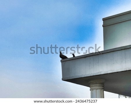 Picture of a pigeon sitting on a wall ending shot against blue sky background