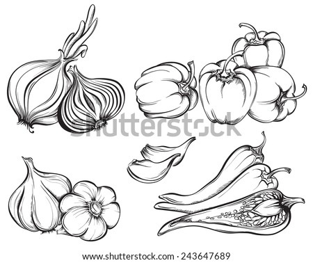 Hand Drawn Vegetables Set. Collection of spices: paprika, chili pepper, garlic, onion isolated on white background. Vector illustration Royalty-Free Stock Photo #243647689