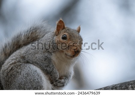 Nimble acrobat in nature's theater, the squirrel dances through treetops with boundless energy and a bushy tail full of curiosity. Royalty-Free Stock Photo #2436479639