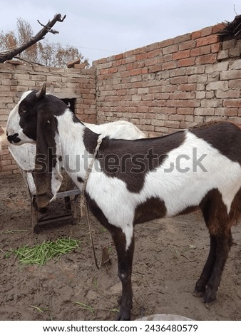 goat animal picture, animal photo, goat