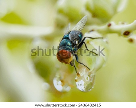Chrysomya megacephala, better known as the oriental latrine fly or oriental blue fly, is a member of the Calliphoridae family. It is a warm weather fly with a turquoise metallic box-like body. Royalty-Free Stock Photo #2436482415
