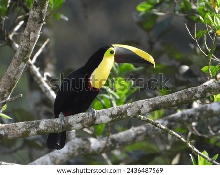 Birds of Costa Rica, Toucan