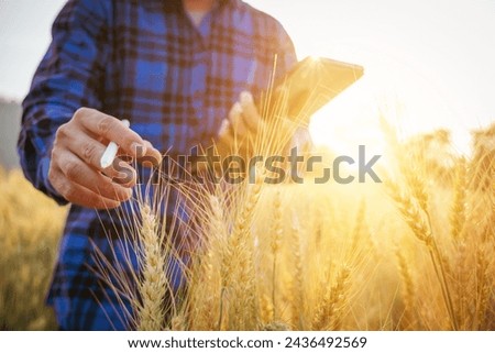 Close-up of a man checking the quality of a bunch of wheat at sunset in a field of ripe gold. Farm workers inspect wheat ears before harvesting agricultural concept