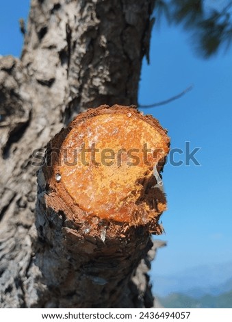 A resins drop hanging from pine cutted tree, A twig cutout of pine tree