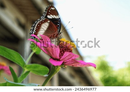 picture of a butterfly perched on a flower