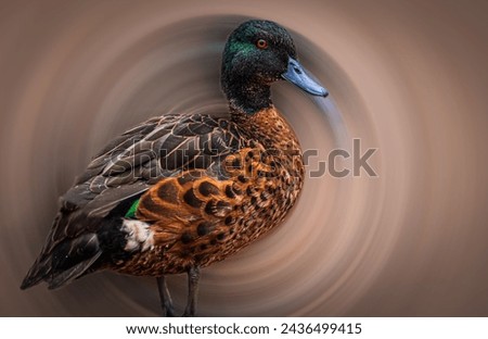 Mallards are large ducks with plain Females and Colored Males Royalty-Free Stock Photo #2436499415