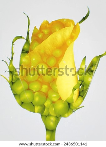 Pea Flower Beautiful Pic Exploring The Versatility And Nutritional Benefits of Nature's Tiny Green Gem'' Royalty-Free Stock Photo #2436501141