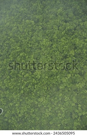 Ariel view of the jungle rain forest canopy in Toledo District, Southern Belize, Central America with tree tops in lush green taken from a light aircraft