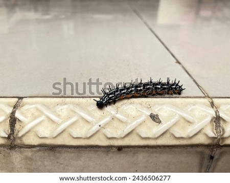 Doleschallia bisaltide caterpillar with sharp and spiny hair in front of a house.