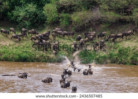 Wildebeest crossing the Mara river in Serengeti national park, Tanzania. Great migration Royalty-Free Stock Photo #2436507485