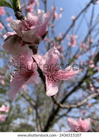 Flower pictures nature beautiful flowers and plants peach tree flowers 
