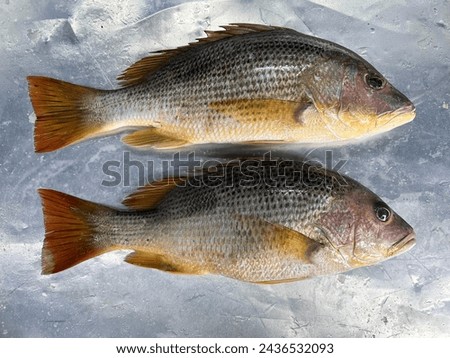 fresh raw cold seafood white red green snapper whole fish ikan head, fillet, meat, cut, tail on white ice background halal food cuisine hyper market menu for restaurant ingredient design