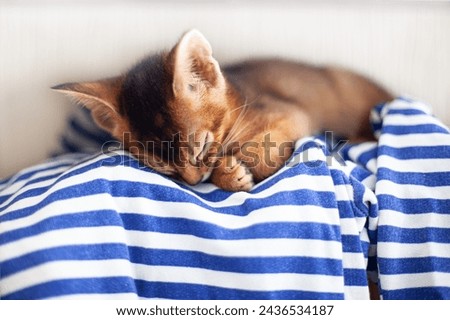 Abyssinian ruddy cat sleeping on striped sailor shirt. Sweet dreams, healthy sleep concept. Pets care. World cat day. Image for websites about cats. Selective focus.