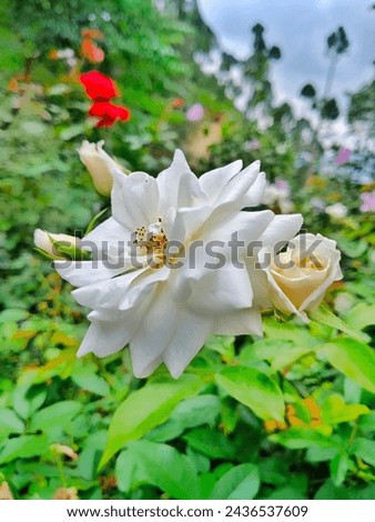 This picture is about to nature its White Rose picture 