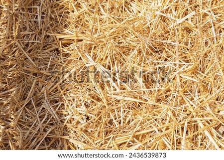 hay, grass, dry grass, straw, fodder, plant, wintering, food, cow, texture, picture