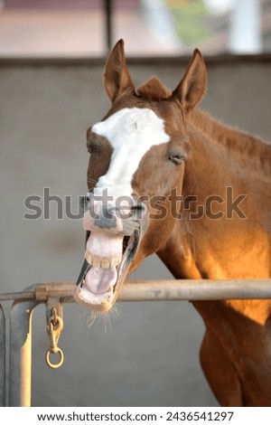 very funny picture of a laughing horse