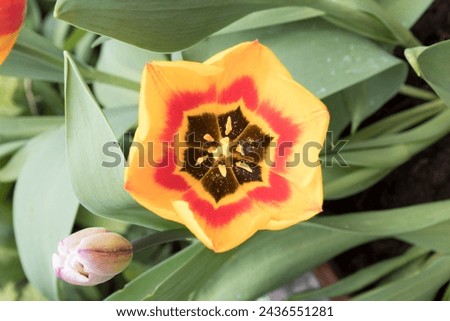 Close-up shot of a perfectly beautiful flower with interesting pattern in bloom  