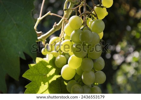 Sharp nature picture of a green, thriving grapevine lightning in the sunshine