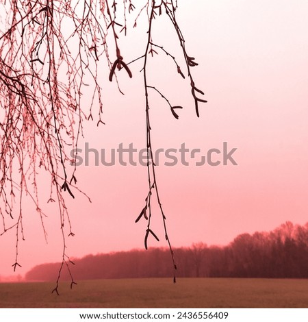 In the foreground of the bare twigs of the tree, in the background field with trees, foggy landscape, cold weather, horizon, red color