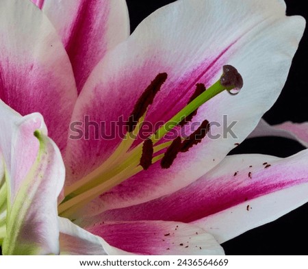  Lily flower growing on a black background                         