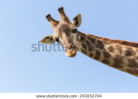 Close up giraffe on blue sky background